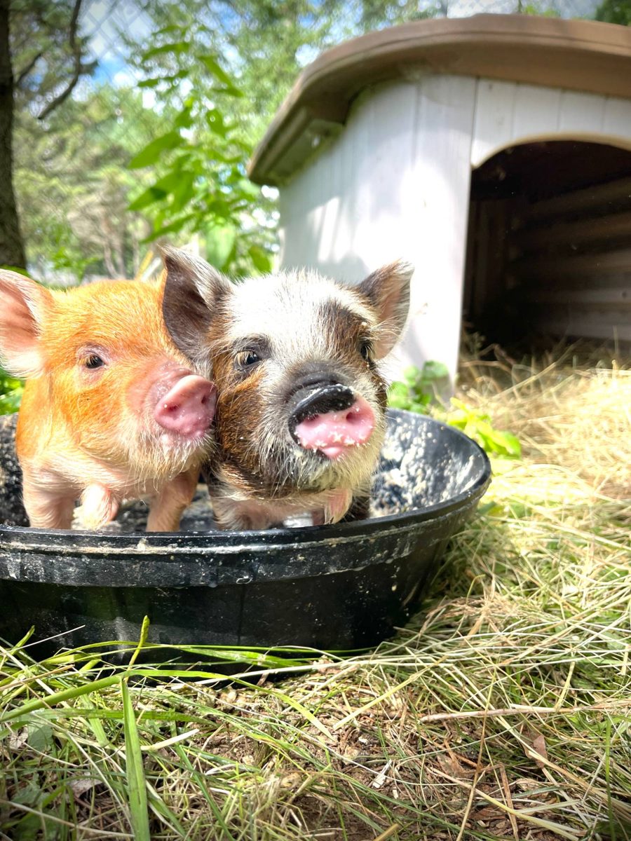 Two piglets standing in a feed pan on Jenn's farm